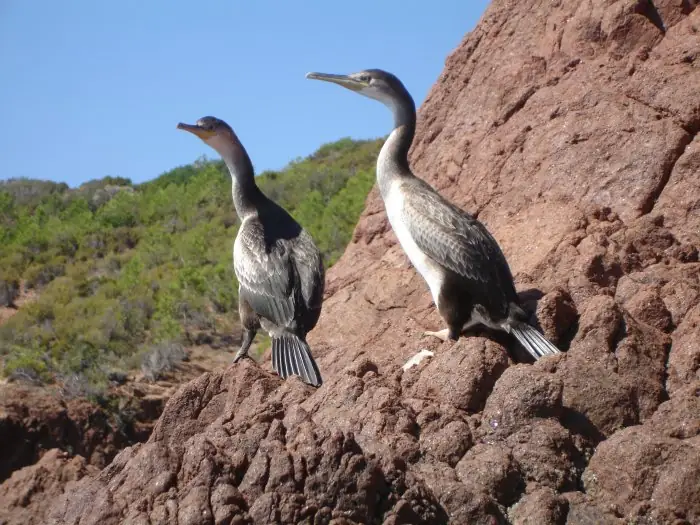 Des cormorans croisés au détour d'un rocher Des cormorans croisés au détour d'un rocher