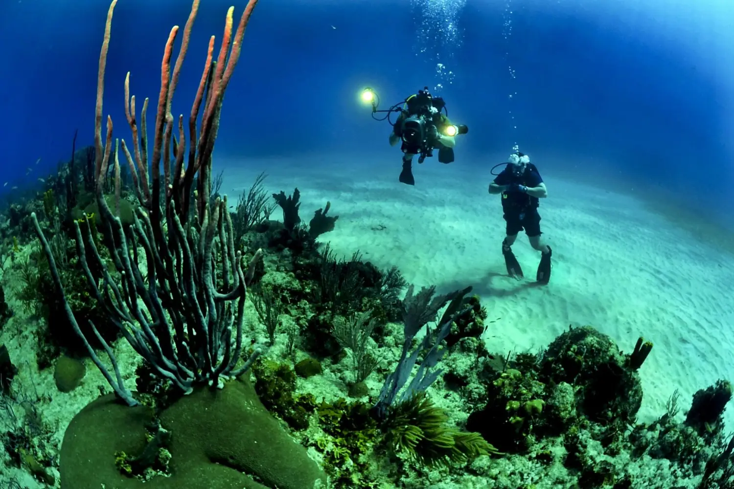 Plongée sous-marine au Club ORCA
